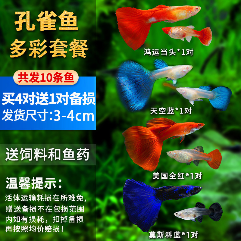 孔雀鱼精品小鱼缸观赏鱼好养耐活热带鱼活鱼天空蓝小型小鱼苗|undefined