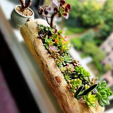 �ÿ��Ĵ�ڏ����⻨���L���ξ��^��ľ�䘶�̨2025�¿���ֵ����