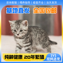 虎斑猫活体幼猫纯种美国短毛猫标斑猫咪金银虎斑宠物猫幼崽活物