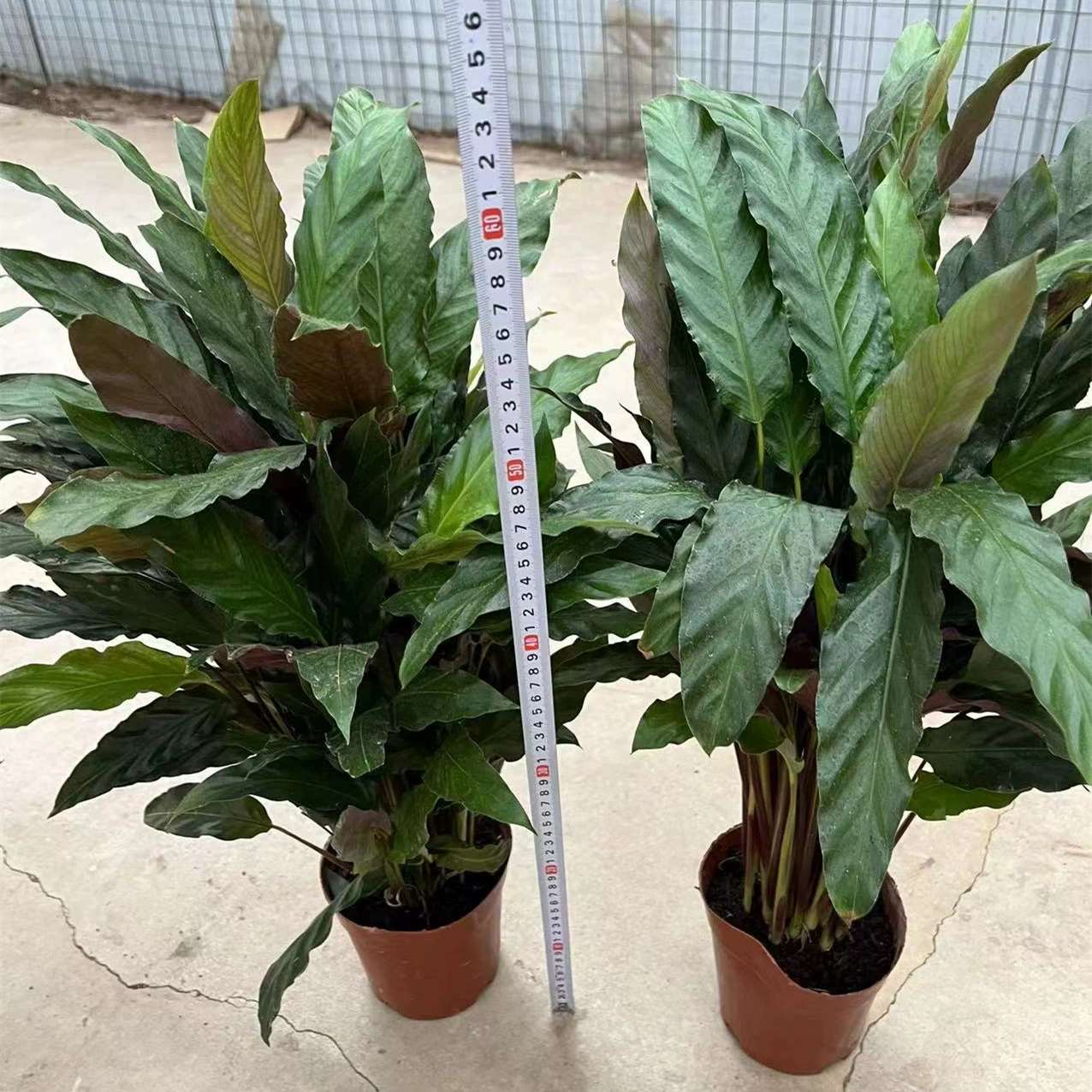 140 чашек фиолетовая задняя волна стрелка в горшках Крытая гостиная Four Seasons очистка воздуха листья теневые зеленые растения