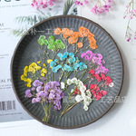 染色满天星干花押花手工材料押花工厂基地批发采购pressedfolwers