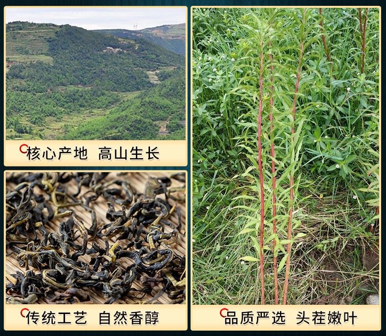 Gan Huang Cao Tea 50g Canister Dried Penthorum chinense Leaves Traditional Herbal Infusion Sugar Free Cold Brew overview