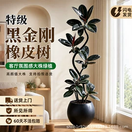 盆栽;园林果树;乔木