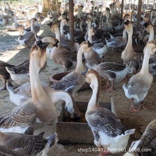 һ��Ó�ت{�^�Z�����ش����ڳ��꼃�N�Ҫ{�ZС�Z��Ҫ{�^�Z����