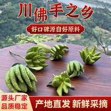 四川厂家新鲜川佛手乐山基地直采观赏闻香水培食用佛手果青果黄果