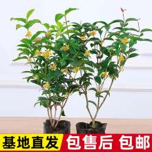 �ļ��𻨘�������԰������_��������ͥԺ�ļ��_���҃�ֲ���Ϙ�