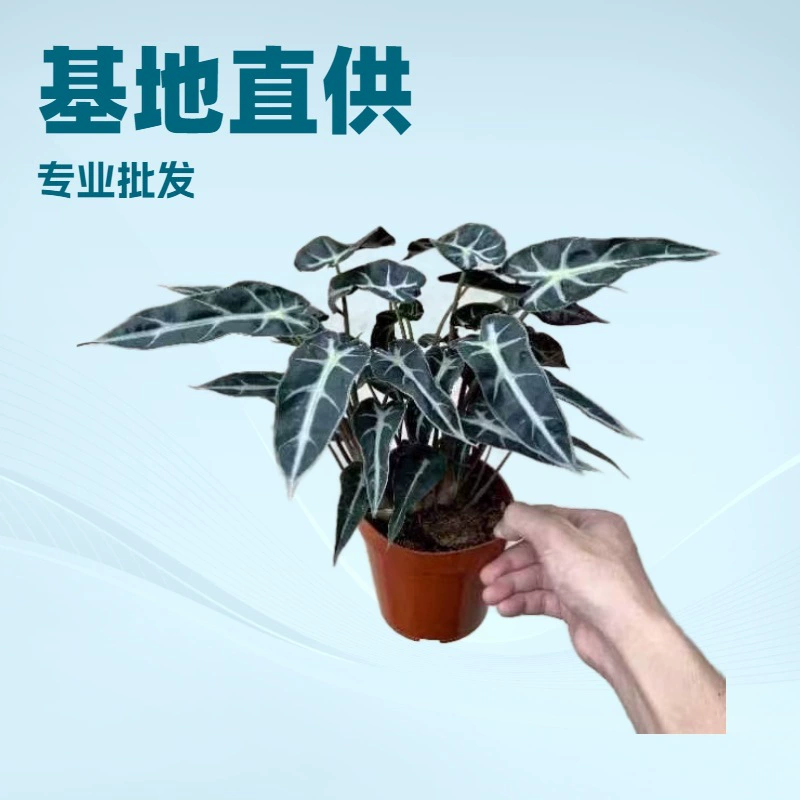 Садоводство специализируется на поставке зеленых растений для офиса и дома, в том числе миниатюрных растений в горшках Little Fairy Guanyin Lotus, 110 саженцев, прочные и долговечные.