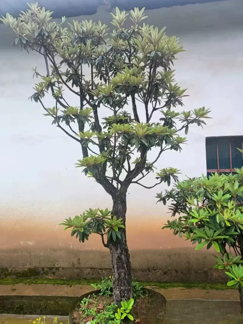 基地批发马缨杜鹃高山杜鹃喜干耐冻别墅庭院大树花卉植物