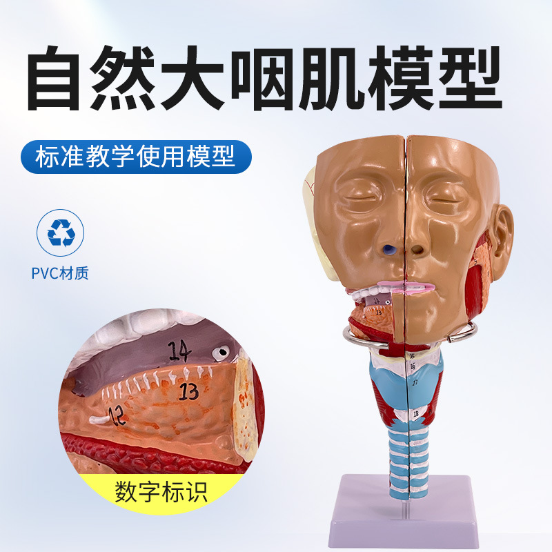 �ǡ��ڡ��ʡ���ǻģ�� �ʼ� ͷ������ǻ����ʸ״����­�Ǳ��и���