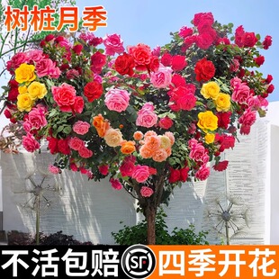 �ش���䘶�¼��Ϙ��༾�_��������ͥԺ���⻨�@ֲ��������¼�