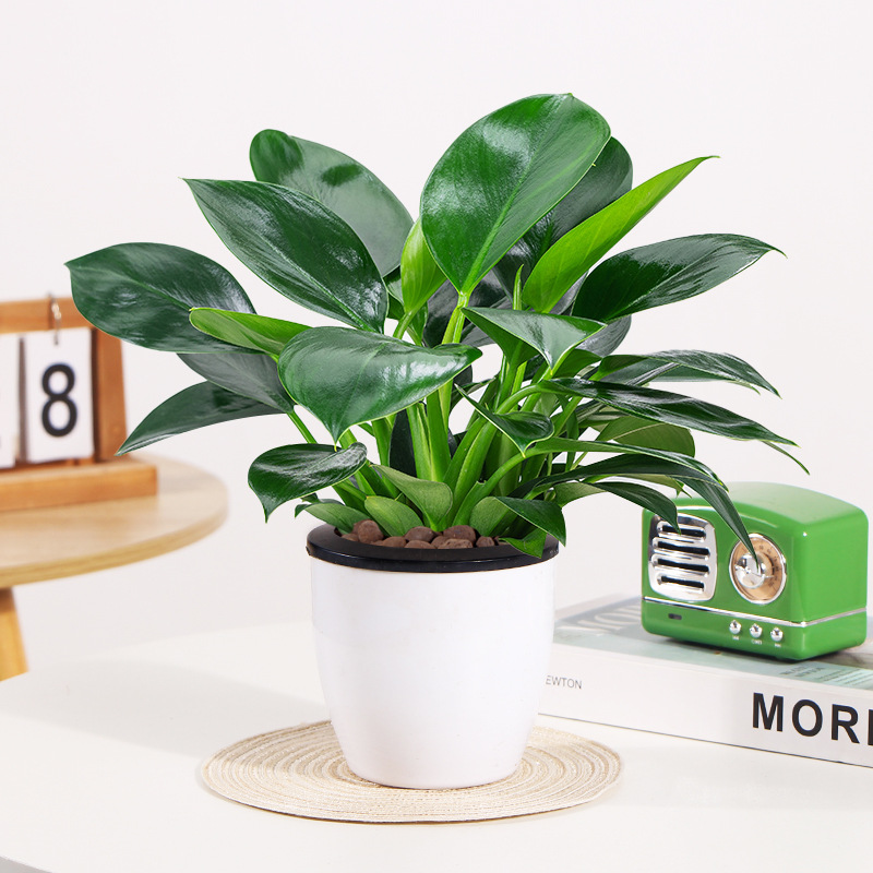 골드 다이아몬드 높이 25cm [백색 흡수성 세면대] + 영양액