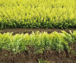 Dropshipping Golden Leaf Ligustrum Potted Saplings Balcony Courtyard Garden Green Plants Evergreen All Year Round Cold and Heat Resistant