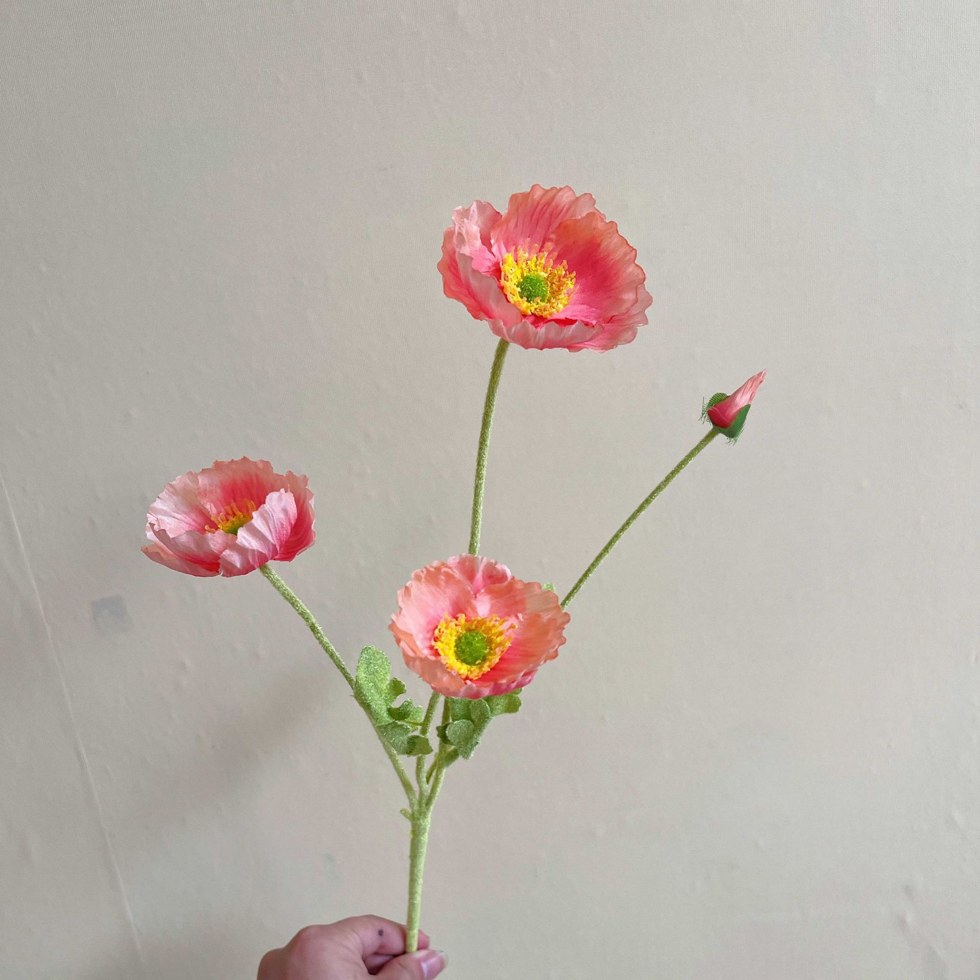아졸라