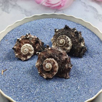 3cm卷贝鱼寄居蟹替换壳备用天然海螺贝壳鱼缸造景家居装饰海马螺|ms