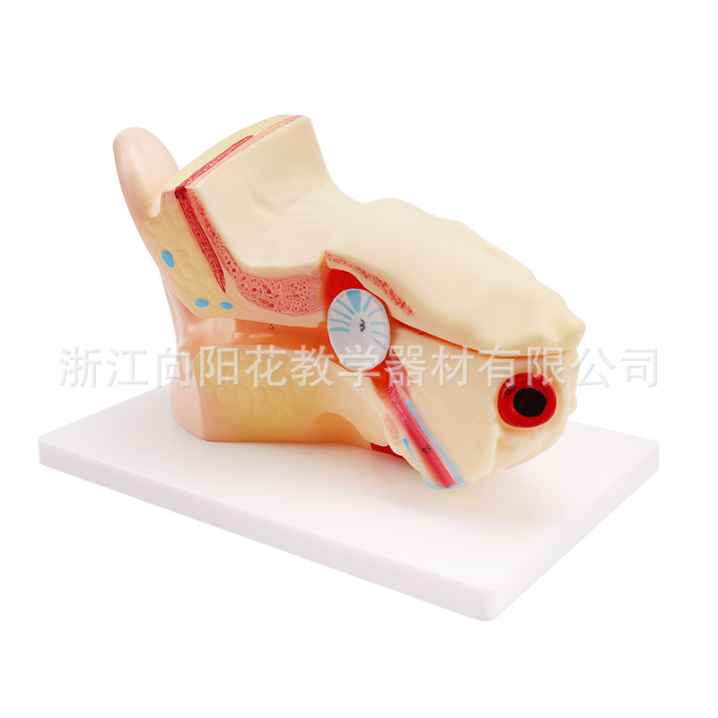 厂家直销3310-2 耳朵放大模型中型耳模型放大3倍生物医疗教学模型