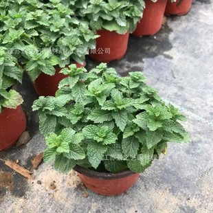 �������Կ�ʳ�ñ����~ˮ��ֲ���Ե���Gֲ�҃����Ի��ܿ͏d��ò�