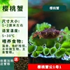 [Deep Water] Cherry Crab Male 1 Female 1