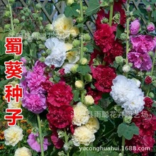 羳2000wN ļɲ׷N̨Իֲ