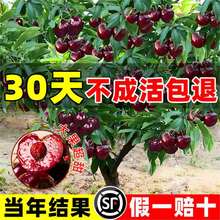 ����܇���Ә������԰����������ش���Ҙ�������Ϸ������Nֲ����