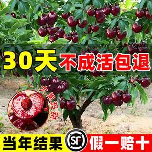 ����܇���Ә������԰����������ش���Ҙ�������Ϸ������Nֲ����