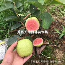 无籽番石榴树苗四季红肉少籽红宝石芭乐苗嫁接盆栽果树苗当年结果