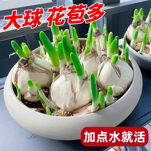 ˮ�ɻ��N���ͺ�����ˮ��ֲ���̨�҃����B������ˮ�ɻ�����ˮ�B