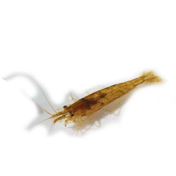 150 large black-shelled shrimps are given 150 for damage prevention
