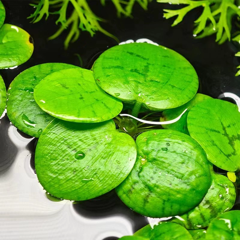 Водный Гибискус большой лист ряски Леопардовый принт круглое сердце Ping красный Maodan HuaiYe Ping часы плавающие водные растения оптом водные растения Ву