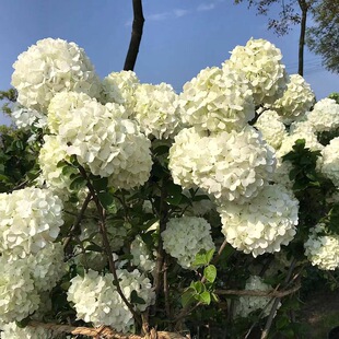 ���Aľ������������ͥԺ����ľ���佑�򻨻��绨��ֲ��