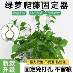 緑植は壁の上で固定器を登ります。