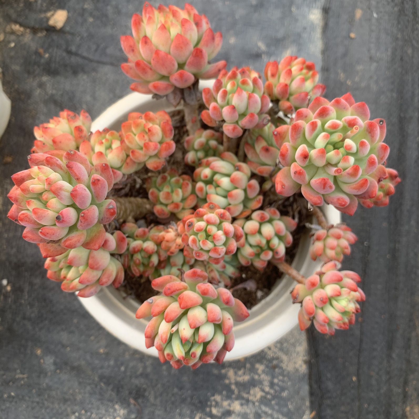 파란 사과 10개 머리 14-16cm