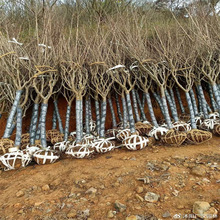 日本樱花树苗南北方室外庭院种植绿化工程大型风景树花卉盆栽植物