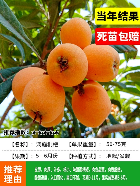 [10% off for every fake one] Dongting loquat 5-year-old seedlings (results of the same year) will be compensated for dead seedlings!+80cm(inclusive)-89cm(inclusive)