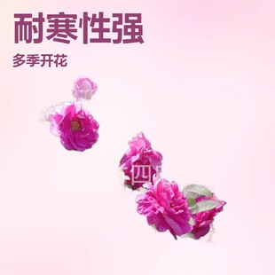 2026�༾��֦õ�� �t��õ �ļ���õ�S��÷���½����ɸ��C����