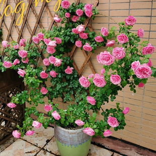 һ�����l��ɫ�_�����ٱ��¼������NޱͥԺ�̨�ļ�õ���_������_
