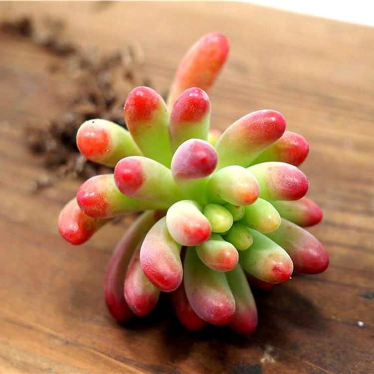 젤리 오토메 하트 2~3cm 흙볼 배송