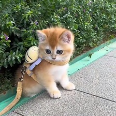猫咪牵引绳防挣脱遛猫节狗链子用品绳外出牵引小猫胸背带遛狗绳