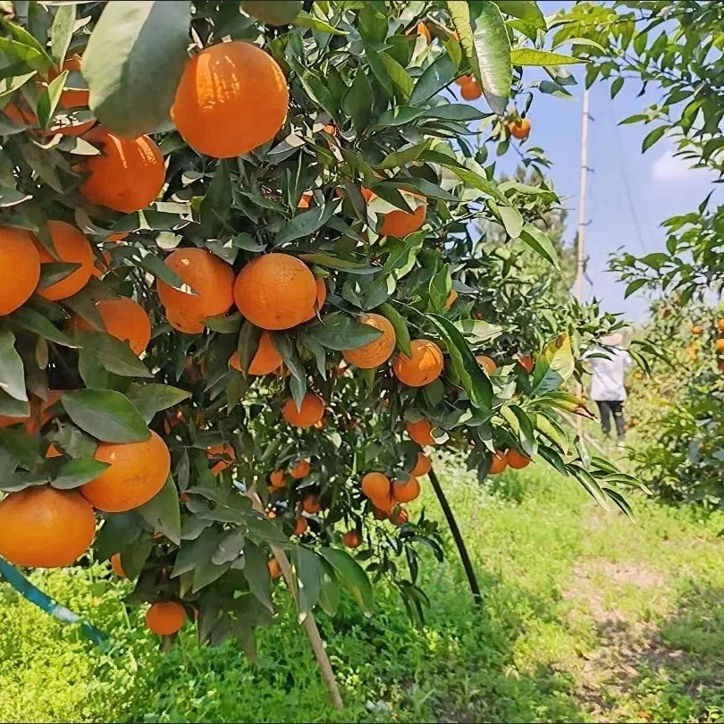 Птичья сеть сельскохозяйственная птичья защита сеть защита от насекомых сад фруктовые деревья рис вишня клубника теплица воздуховод птичья защита сеть на улице