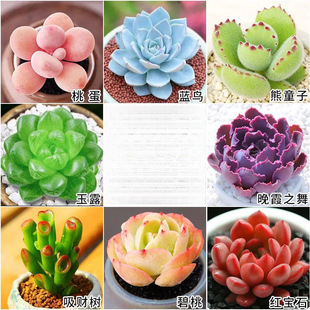 Succulent Plants, Jade Dew, Ruby, Bear Child, Peach Egg, Chihuahua Town Store Eight Pieces Without Potting Soil