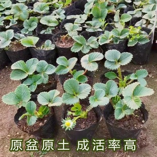 Original Potted Strawberry Seedlings with Soil, Fruit, and Flowers, Bearing Fruit in the Same Year, Edible Red Milk Strawberry Seedlings with Pots for Balcony