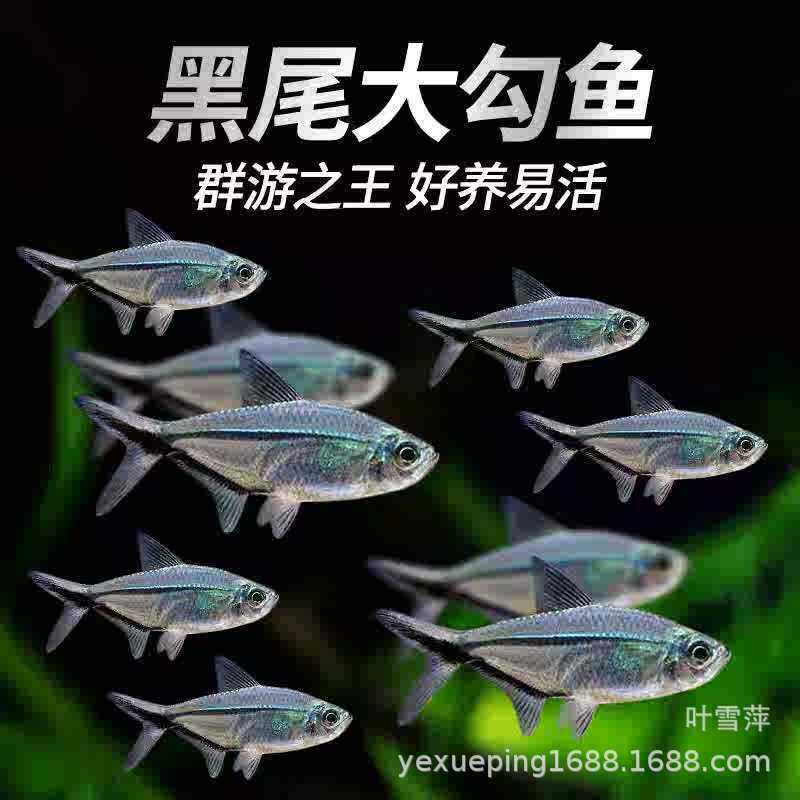 Black Tail Big Hook Fish Living Flag Small Lantern Fish Grass Tank Group Tour Tropical Ornamental Fish Fishing Farm Direct Sales Package Black Tail Big Hook Fish Living Flag Small Lantern Fish Grass Tank Group Tour Tropical Ornamental Fish Fishing Farm Direct Sales Package