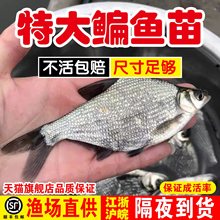 鳊鱼苗武昌鱼苗淡水养殖食用柳叶鳊扁鱼苗三角鲂团头鲂小鱼苗批发