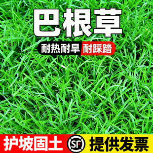 �͸���ţ��ݷN���F�����o�²������زݽO�����o�·N�ӷ�ˮ����ʧ