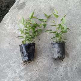 灌丛绿篱爬藤植物棣棠花 棣棠 别名蜂棠花绿化苗木