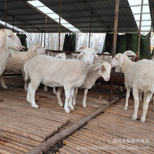 小尾寒羊肉羊活羊出售白头杜泊育肥小羊羔奶山羊怀孕母羊