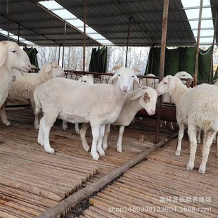 Сβ�������������۰��^�Ų�����С�����ɽ�����ĸ��