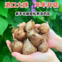�M����ѩ�m�N���ذ�С�n�m�ļ��_�����B���^���������r��ֲ��N��