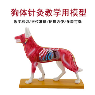 Dog Body Acupuncture Point Model and Dog Superficial Muscle Spine Model Veterinary Teaching Animal Pvc Model