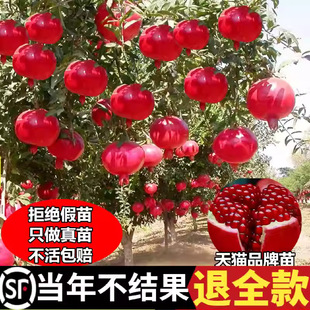 ʯ������ش��ͻ��˹ܛ�Ѱ���ʯ����������Ϸ������NֲͥԺ����