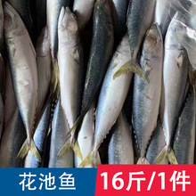 ~ռ~~~rˮar໨~16Ƶ